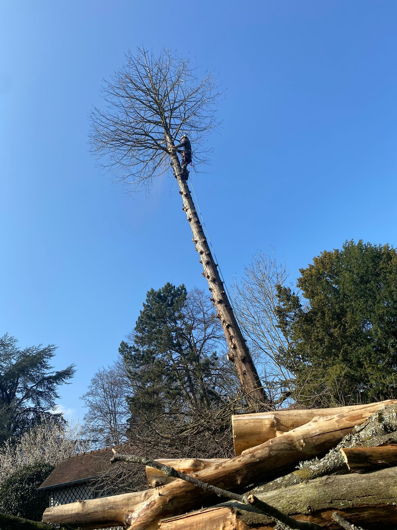 Elagage d'arbre - Photo 4
